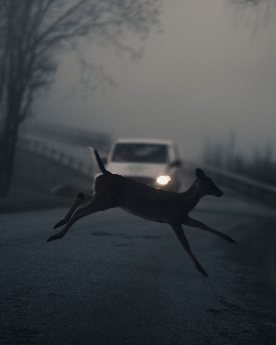 Valkohäntäkauriin tunnistaa pitkästä hännästä. Metsäkauriin häntä on lyhyt nysä.