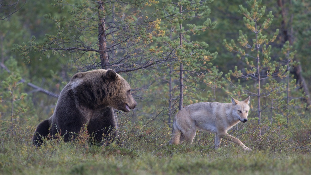 Karhu ja susi. Kuvituskuva.