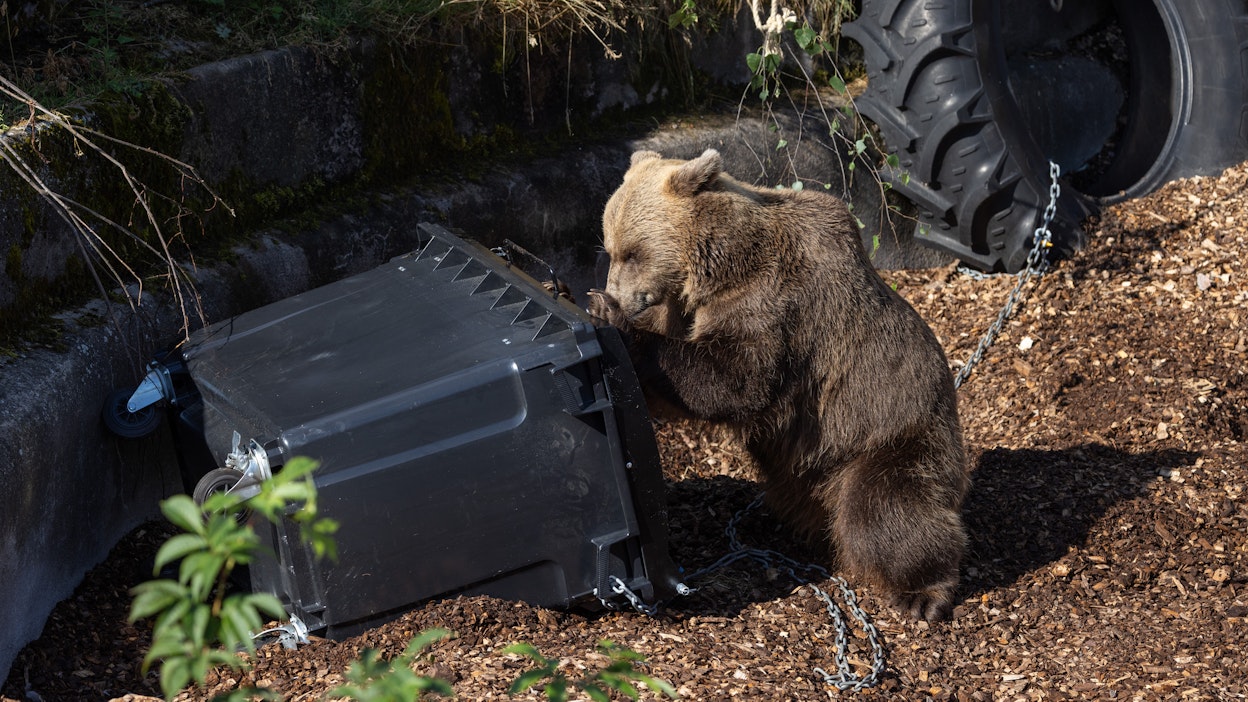 Korkeasaaressa on testattu karhun kestäviä roska-astioita. Kuvituskuva.
