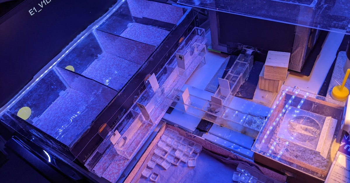 Kimalaiset oppivat lukemaan yksinkertaista ”morsekoodia”