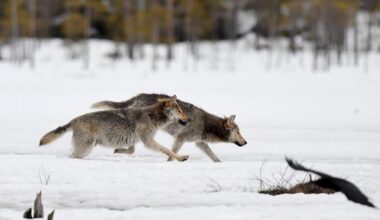 WWF: Perusteet suden metsästykselle vaikuttavat poliittisilta