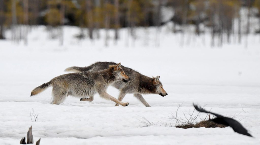 WWF: Perusteet suden metsästykselle vaikuttavat poliittisilta