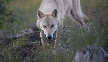 Luonnonsuojeluliitto: Useita susien kaatolupia myönnetty tänä vuonna väärin perustein