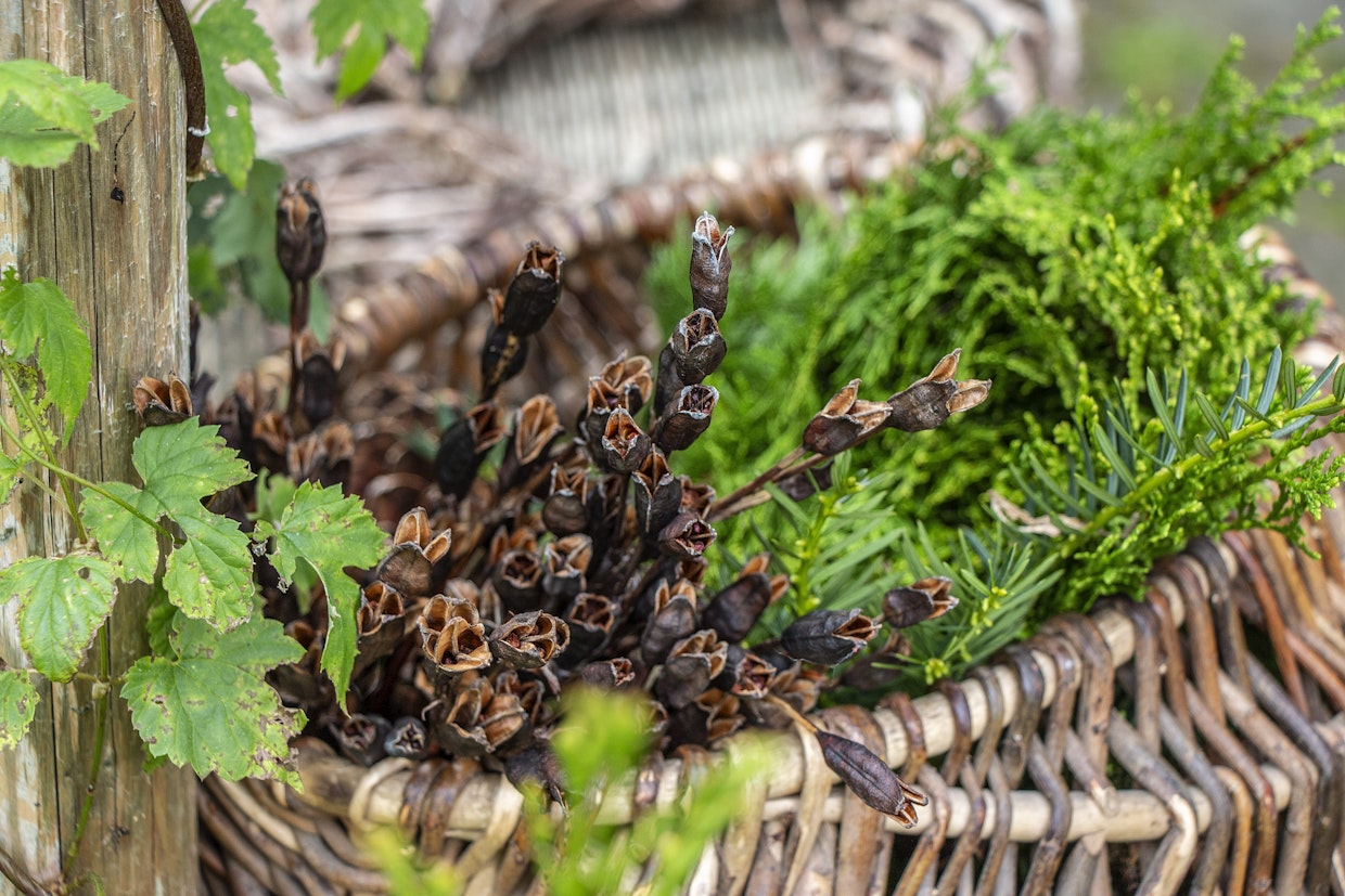 Erilaiset siemenkodat ja havut ovat syksyn materiaaleja.