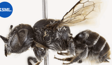 Australiasta löytyi paholaismehiläinen | Uutissuomalainen