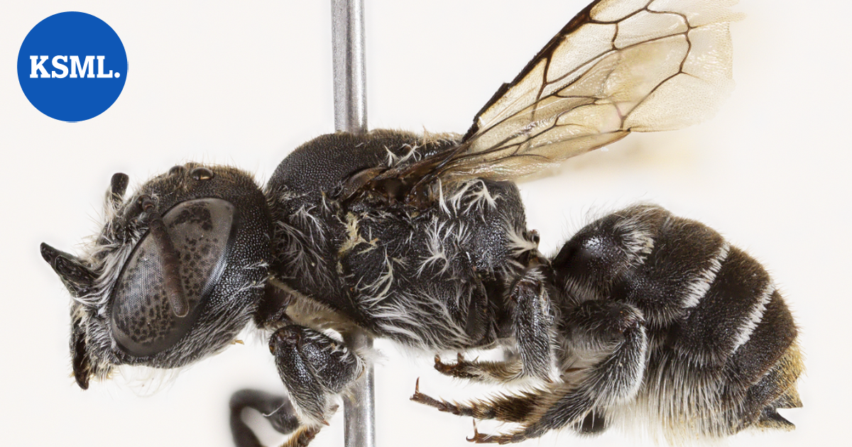 Australiasta löytyi paholaismehiläinen | Uutissuomalainen