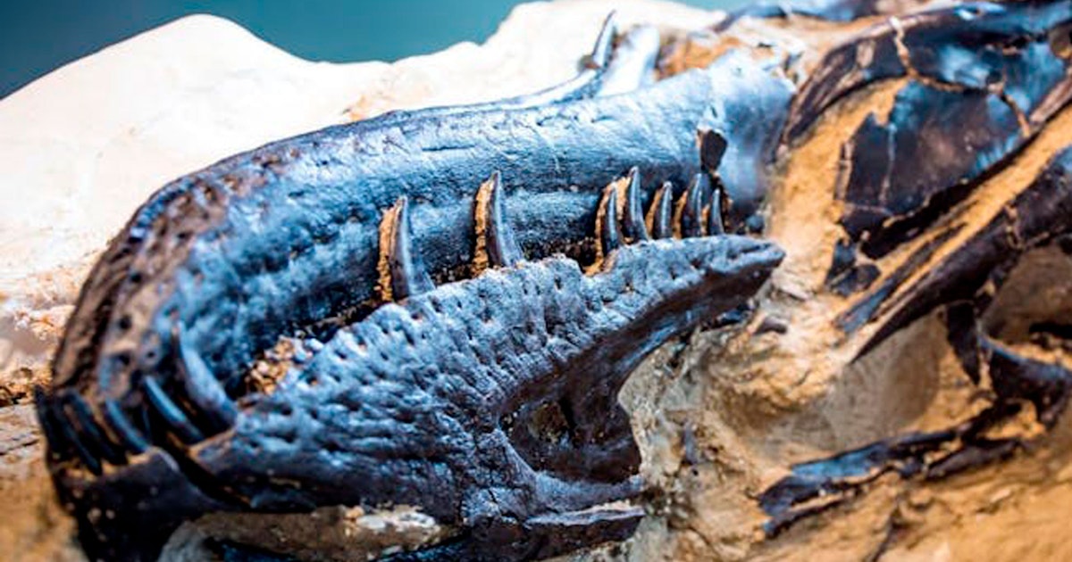 Pieni tyranni kaatoi T. rexin: Uusi laji muuttaa dinosaurustutkimusta