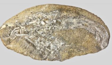 Dinosauruksen oksennuksesta paljastui ennen tuntematon laji