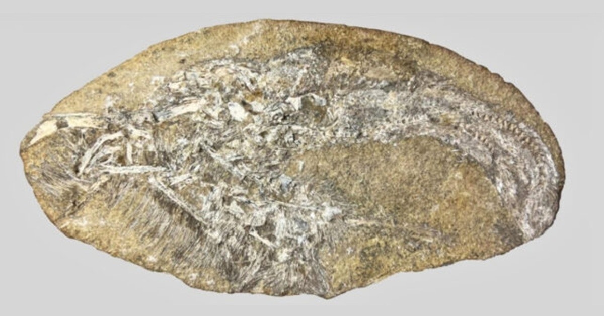 Dinosauruksen oksennuksesta paljastui ennen tuntematon laji