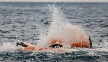Tutkijat dokumentoivat miekkavalaan syntymän luonnossa