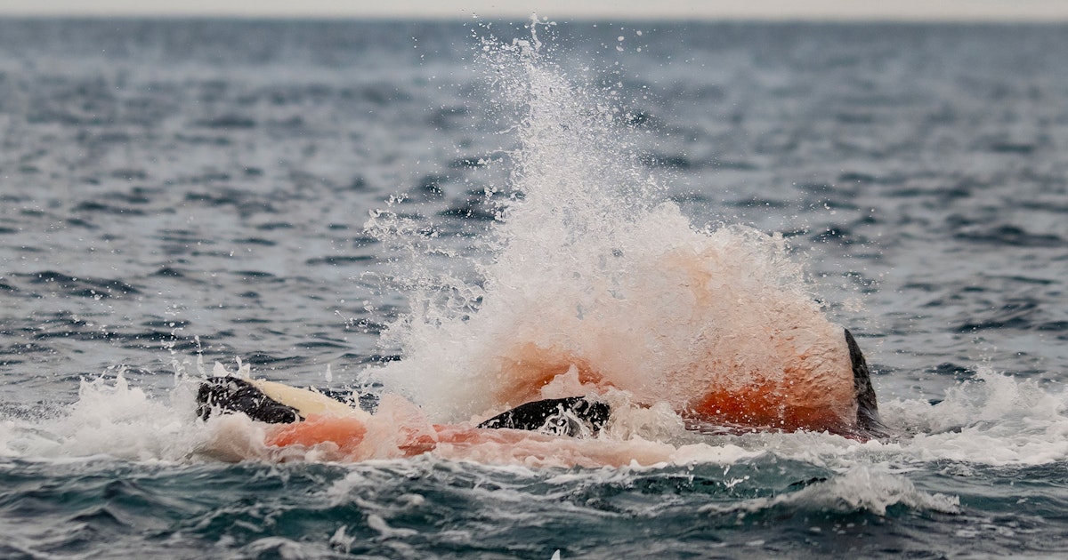 Tutkijat dokumentoivat miekkavalaan syntymän luonnossa