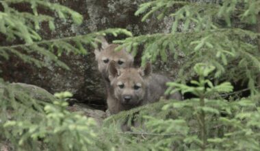 Suden kanta-arviot ja seuranta | Luonnonvarakeskus