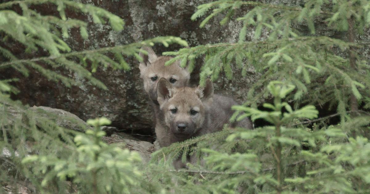 Suden kanta-arviot ja seuranta | Luonnonvarakeskus