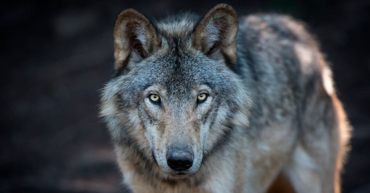 Video voi olla ensimmäinen todiste siitä, että villit sudet ovat oppineet käyttämään työkaluja.