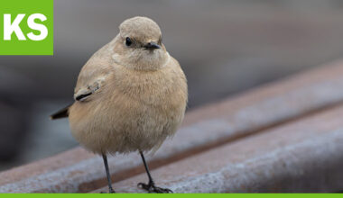 Taivalkoskella kuvattu harvinainen pikkulintu sai bongarit liikkeelle – "Selvisi, että se on aavikkotasku"