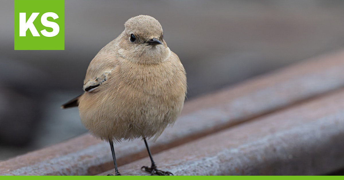 Taivalkoskella kuvattu harvinainen pikkulintu sai bongarit liikkeelle – "Selvisi, että se on aavikkotasku"