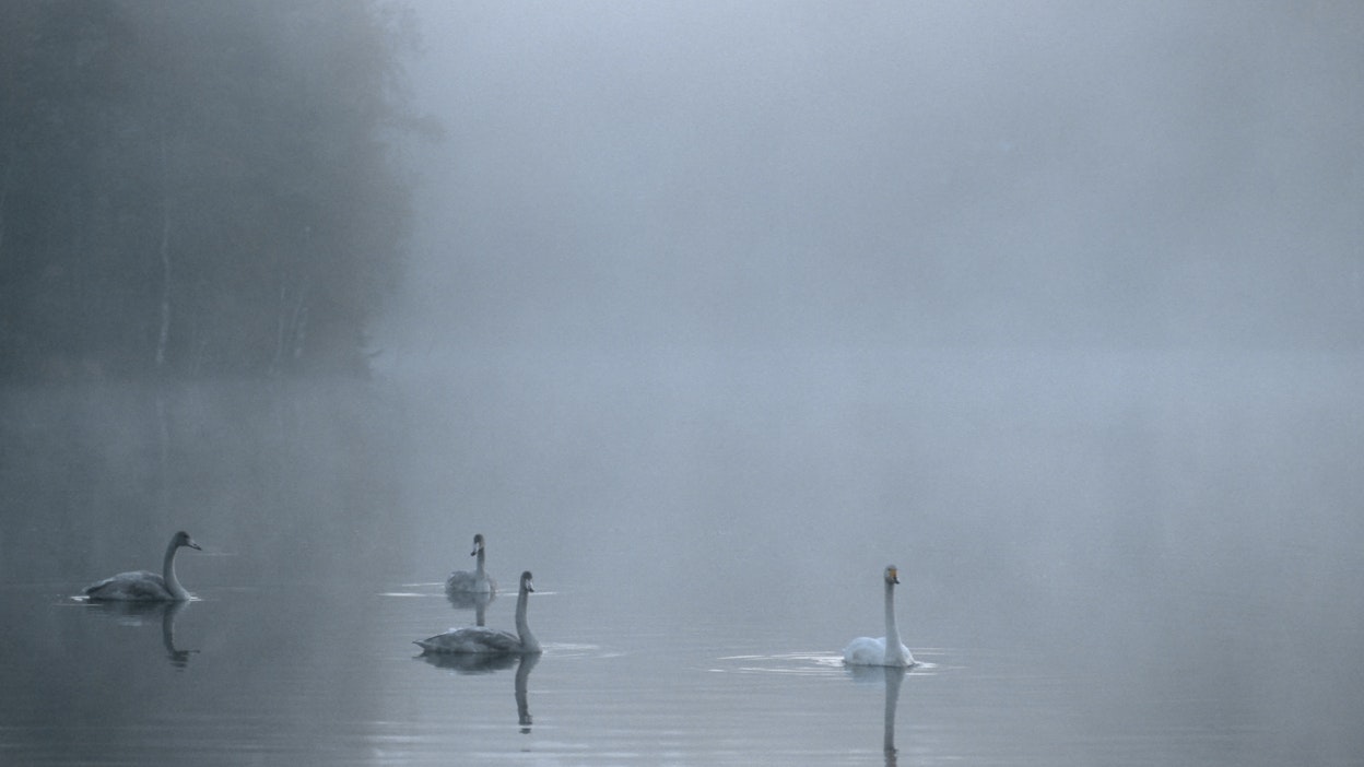 Samalla järvellä on joutsenpari ja sen kaksi poikasta. Kuvituskuvassa emo ja kolme poikasta.