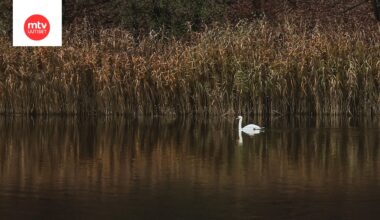 Kuvituskuva joutsenesta.