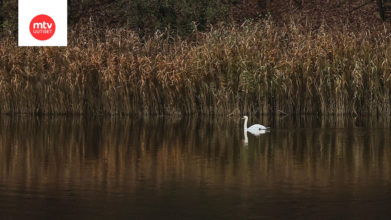 Kuvituskuva joutsenesta.