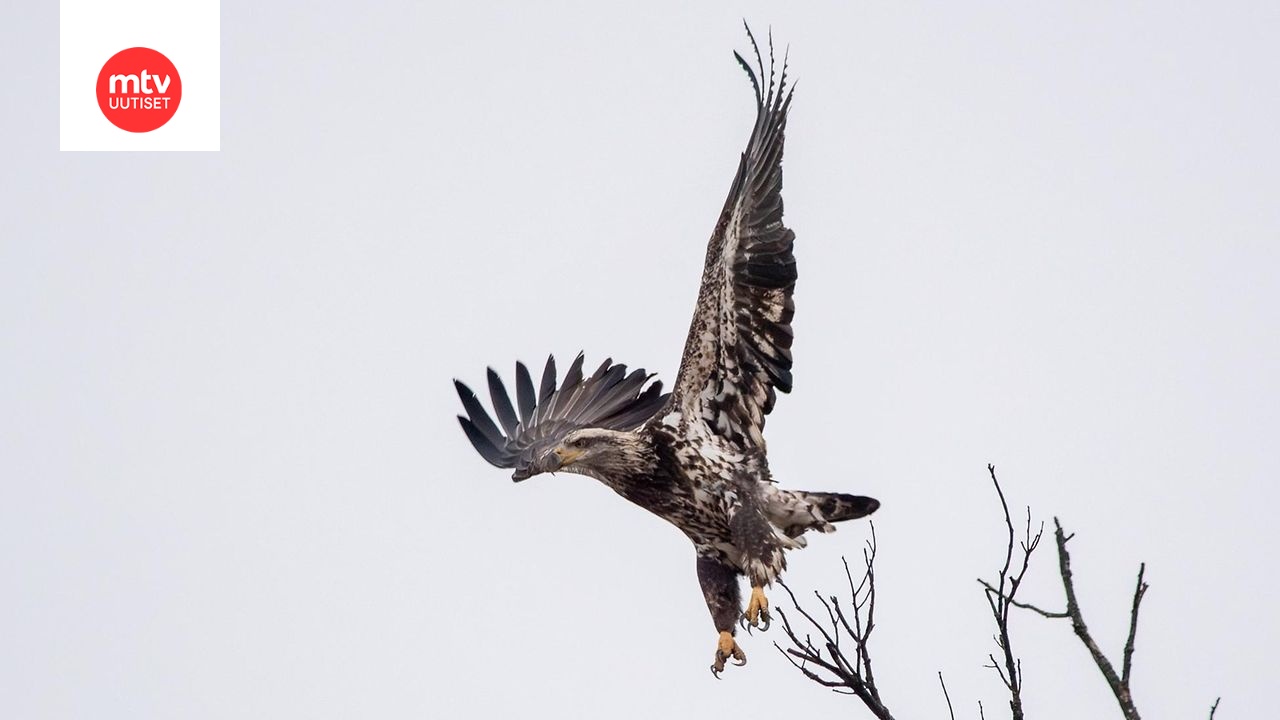 Valkopäämerikotka, joka tunnetaan puhekielessä myös nimillä amerikankotka ja kaljupääkotka, kuvattuna Indianan osavaltiossa Yhdysvalloissa marraskuussa 2025. Kuvan valkopäämerikotka ei tiettävästi liity artikkelin kissanpudotustapaukseen.