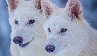 Yhtiö väittää luoneensa muinaisen hirviösuden