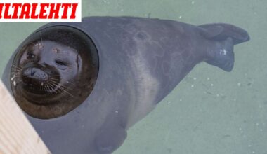 Murheellinen löytö vedestä Rantasalmella - Iltalehti