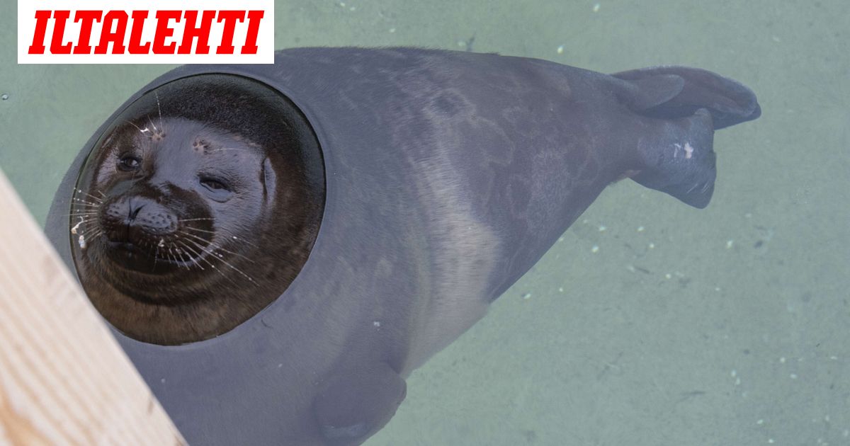 Murheellinen löytö vedestä Rantasalmella - Iltalehti