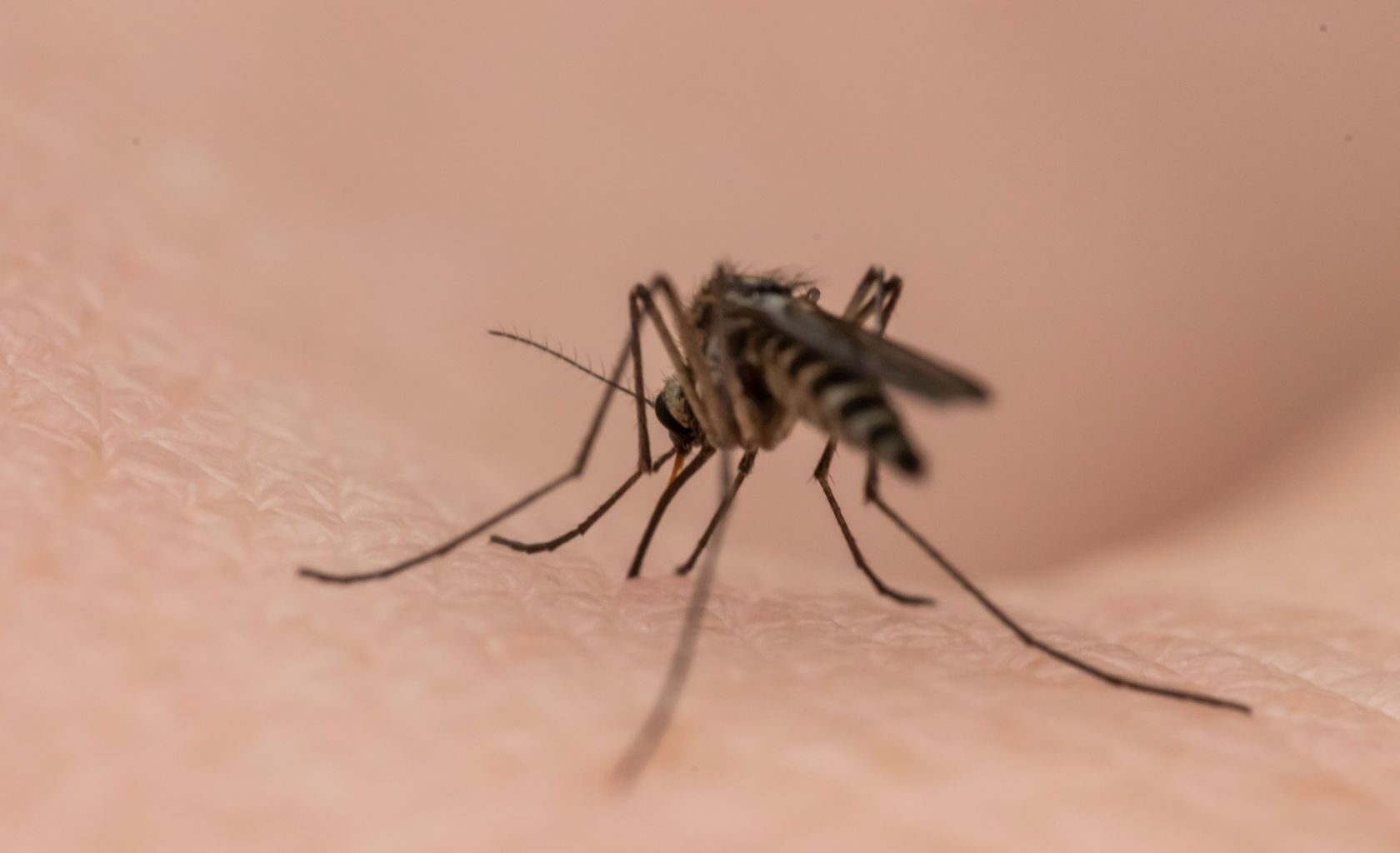 Dengue-virusta levittävä hyttynen levittäytyy uusille alueille Portugalissa.