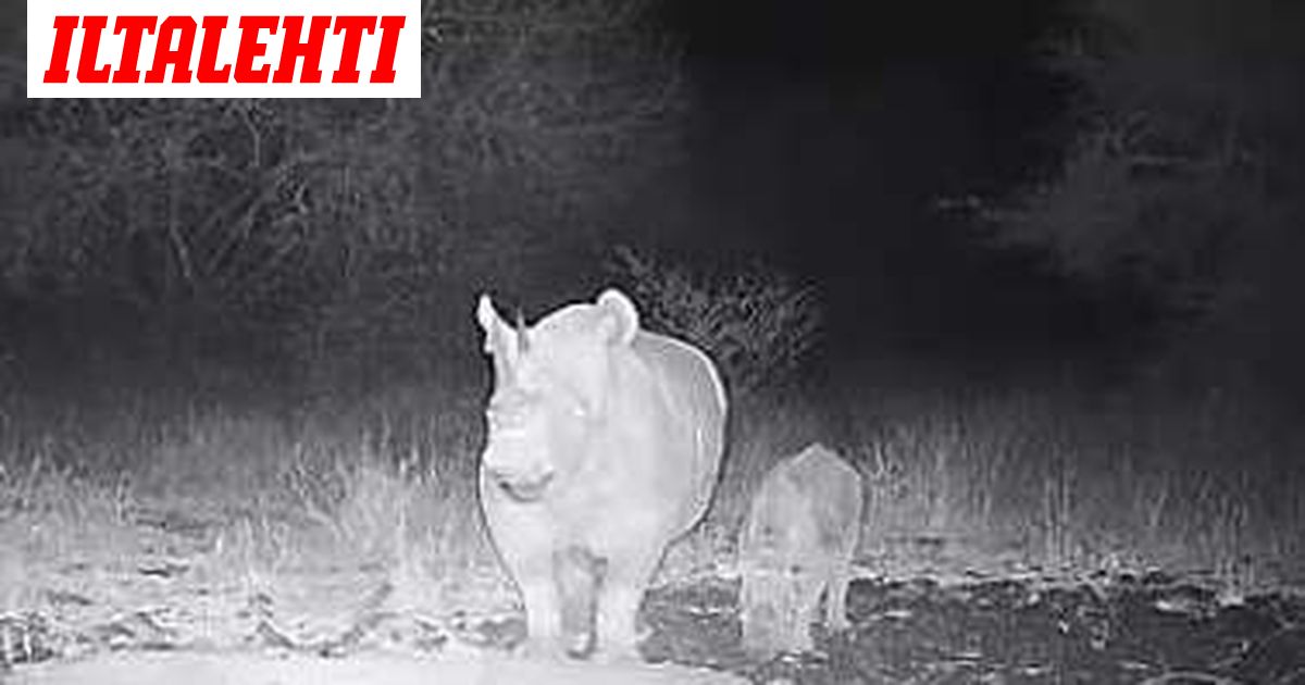 Tutkijat salasivat tässä kuvassa näkyvän poikasen olemassaolon – Taustalla tärkeä syy