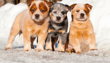 Koirankasvattajien verotus vaatii edelleen kiireellisiä muutoksia