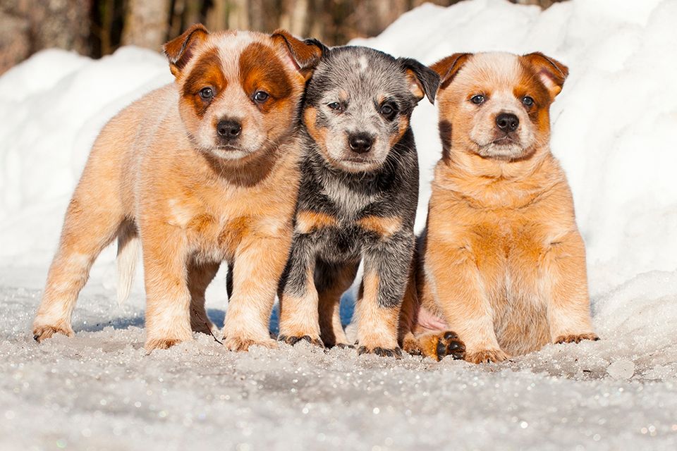 Koirankasvattajien verotus vaatii edelleen kiireellisiä muutoksia
