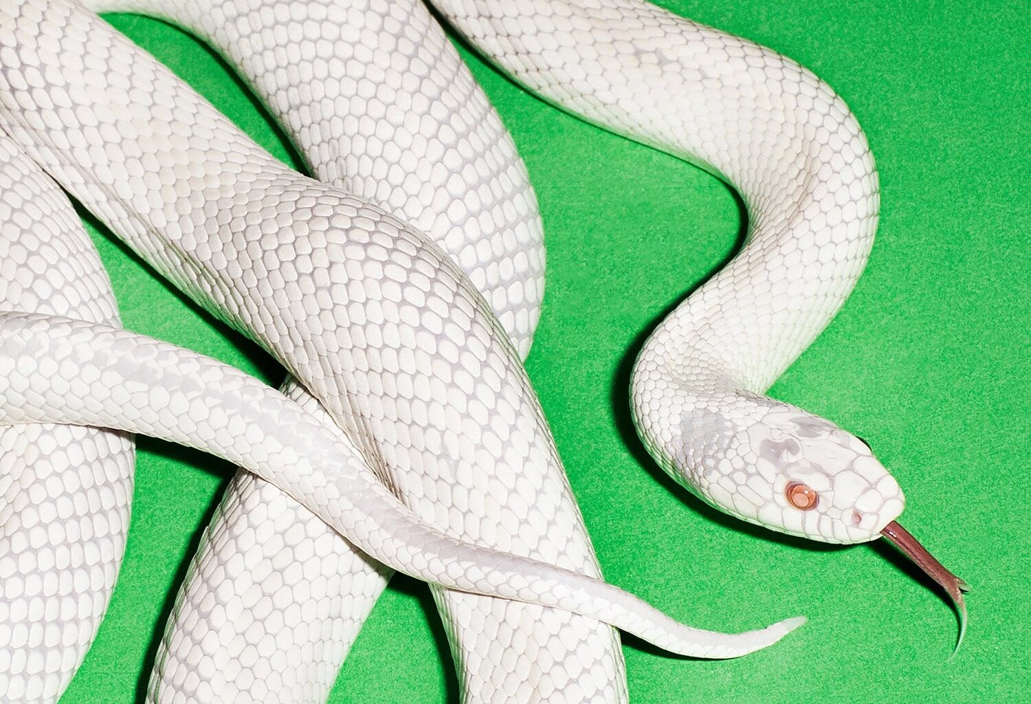 Arvio: Deftonesin jännite resonoi keskittymishäiriöisessä nykyajassakin