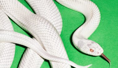 Arvio: Deftonesin jännite resonoi keskittymishäiriöisessä nykyajassakin