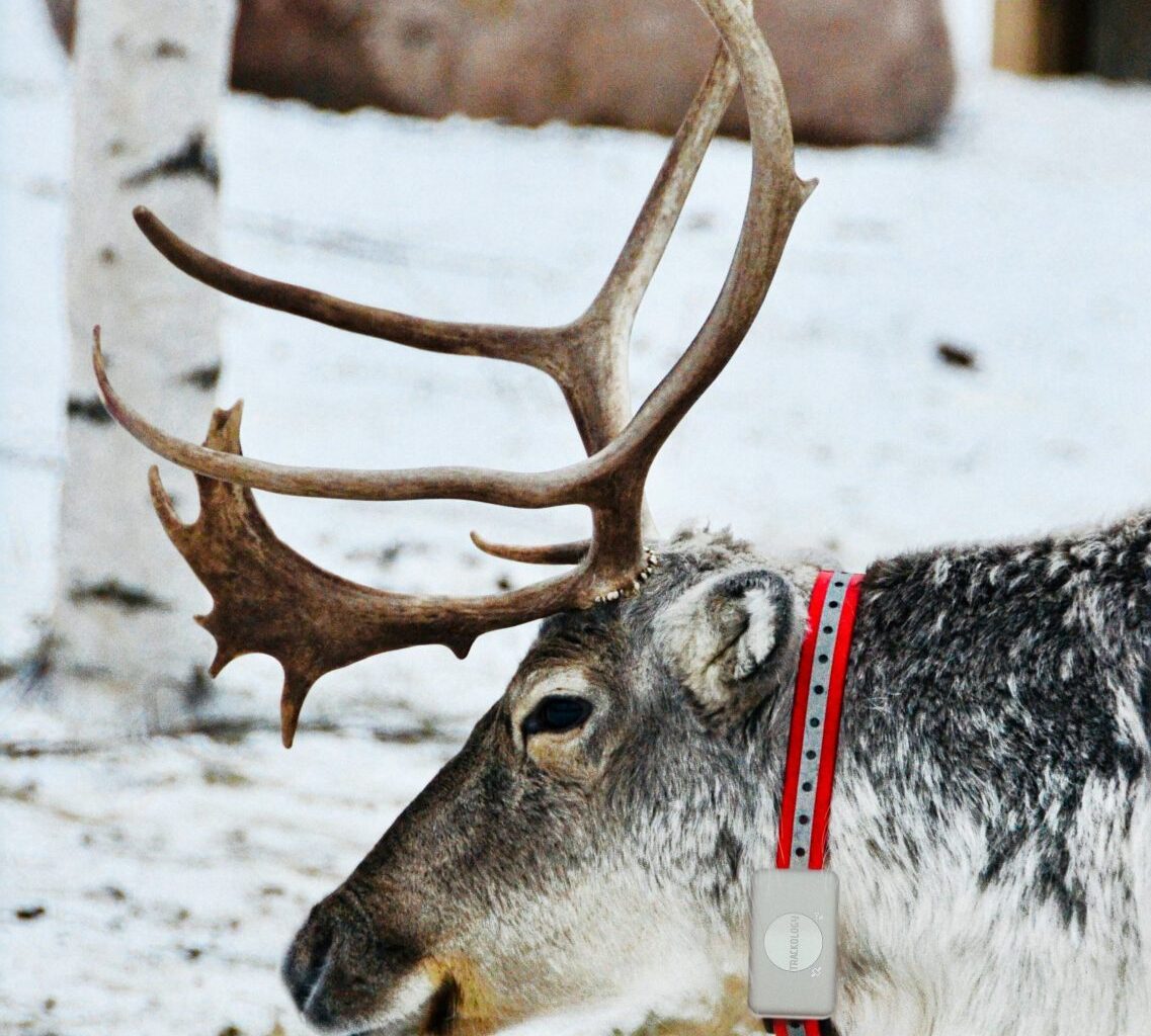 Poro seurantapannan kanssa.