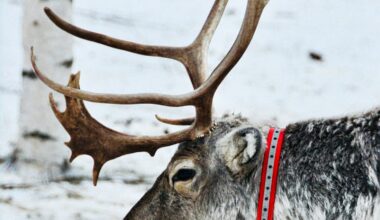 Poro seurantapannan kanssa.