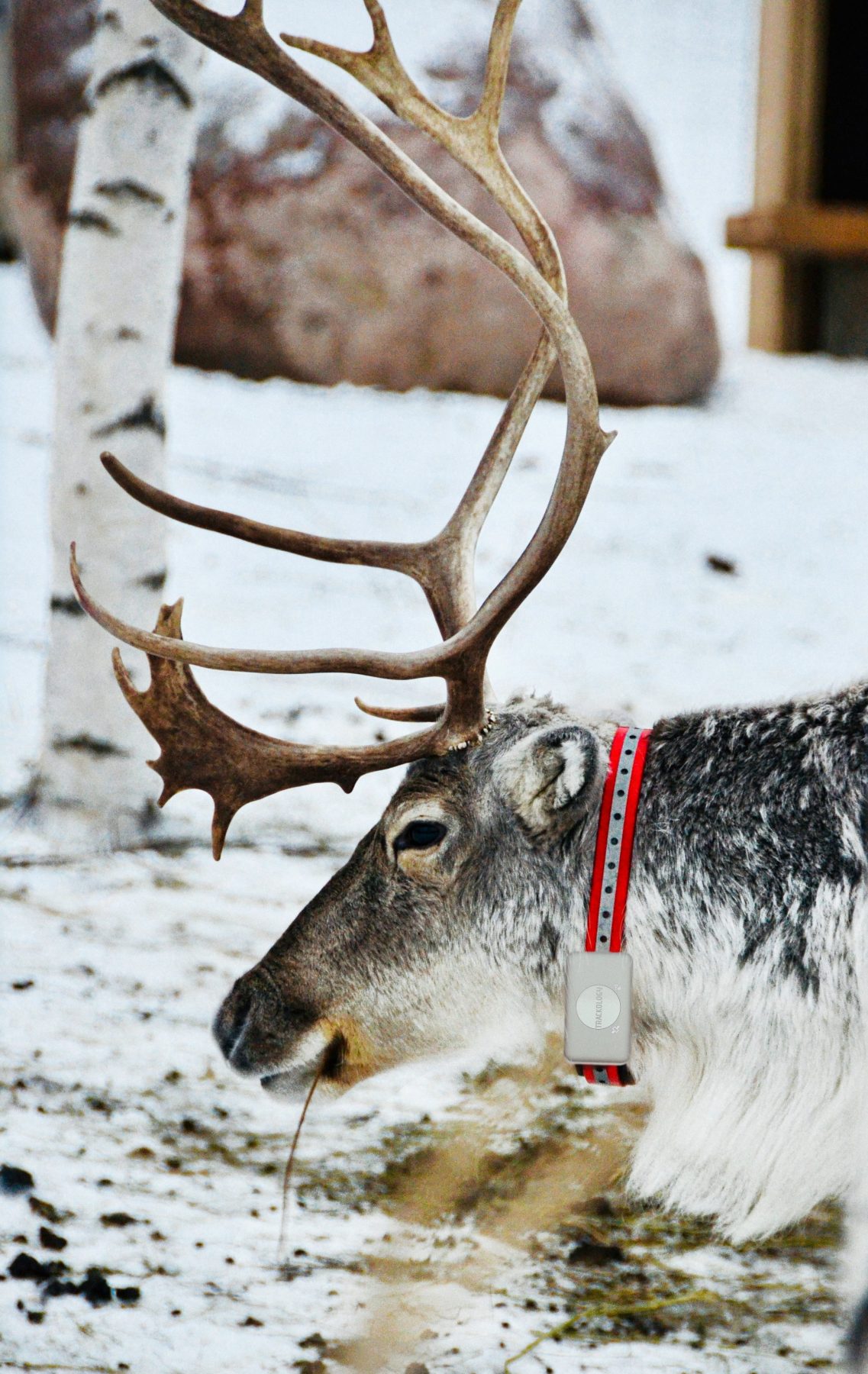 Poro seurantapannan kanssa.