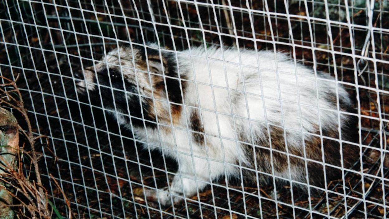 Tämä loukkuun mennyt valkoinen supikoira on kuvattu vuonna 1997.