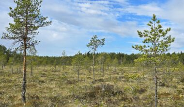 Ikaalisten Jouhinevalle perustetaan yli 53 hehtaarin luonnonsuojelualue – osa valtakunnallisesti arvokasta suokokonaisuutta