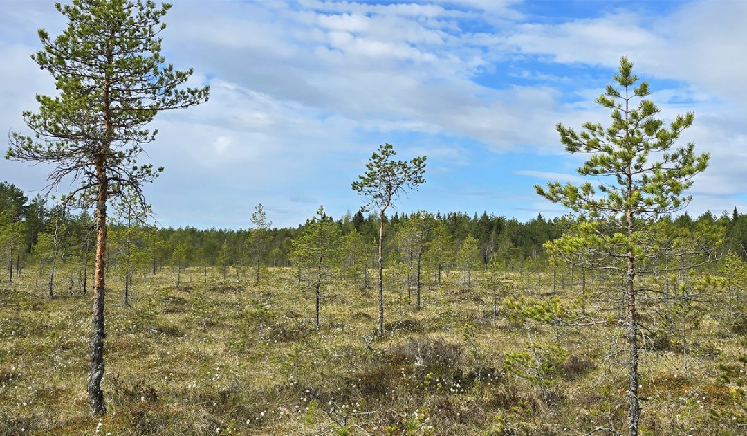 Ikaalisten Jouhinevalle perustetaan yli 53 hehtaarin luonnonsuojelualue – osa valtakunnallisesti arvokasta suokokonaisuutta