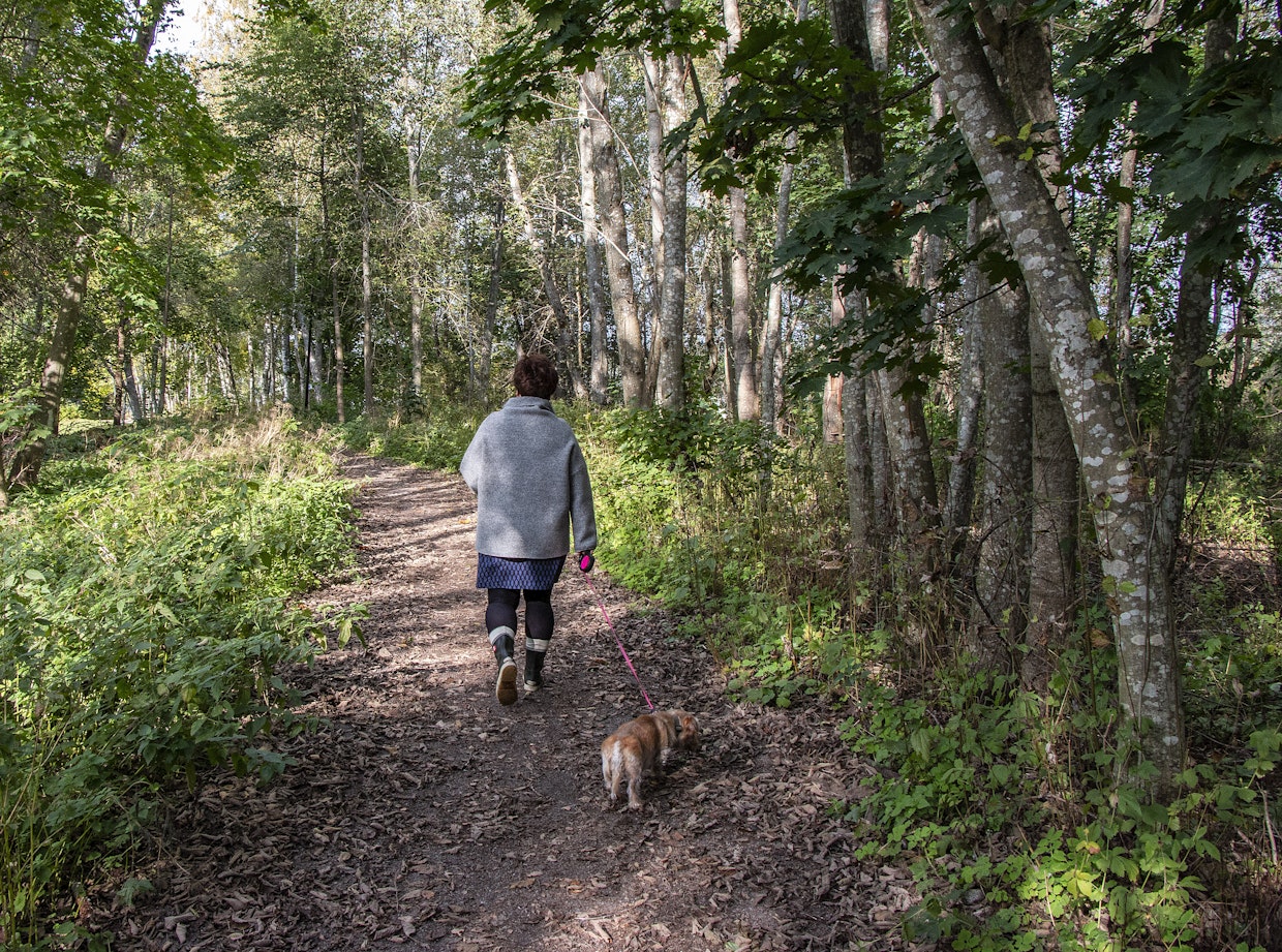 Jippu-koira vie päivittäin lenkille lähiluontoon. Samalla voi kerätä materiaaleja.