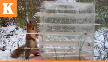 Tutkijat selvittivät oululaisoravien älykkyyttä – Harakat seurasivat sivusta, ja matkivat sitten oravia