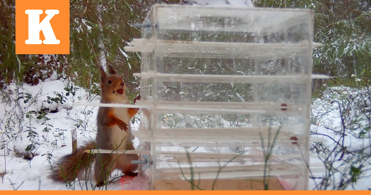 Tutkijat selvittivät oululaisoravien älykkyyttä – Harakat seurasivat sivusta, ja matkivat sitten oravia