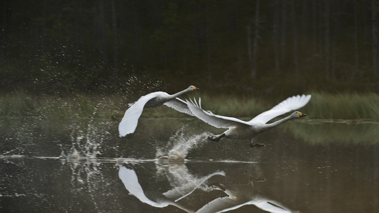 Joutsenet ja muut vesilinnut pärjäävät pakkasilla, kunhan ne löytävät ruokaa ja sulaa vettä.