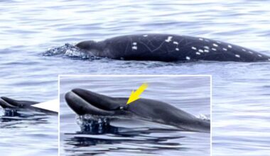 Äänitallenne ja aimo annos kärsivällisyyttä auttoivat tutkijoita paikantamaan äärimmäisen harvinaisen valaan