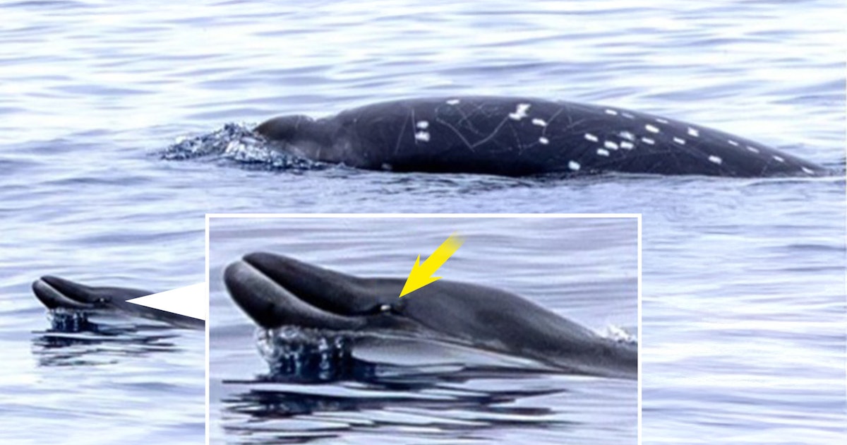 Äänitallenne ja aimo annos kärsivällisyyttä auttoivat tutkijoita paikantamaan äärimmäisen harvinaisen valaan