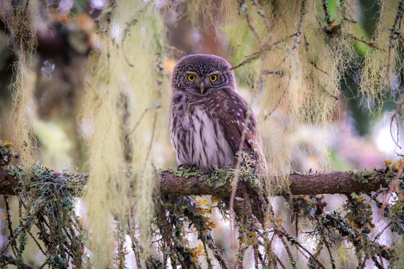 Pöllöt ovat yksi Jukka Risikon suosikkikuvauskohteista. Kuvassa varpuspöllö.