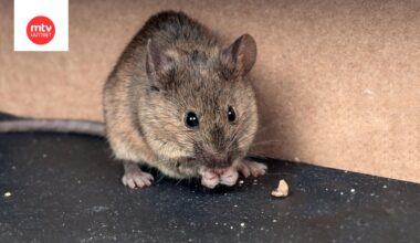 Hiiri oli päätynyt keittiölle kypsentämättömän pastan mukana, ja se löytyi ruoanjakelun yhteydessä. Kuvituskuvan hiiri ei liity uutiseen.