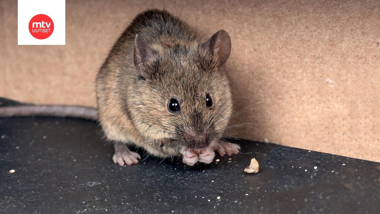 Hiiri oli päätynyt keittiölle kypsentämättömän pastan mukana, ja se löytyi ruoanjakelun yhteydessä. Kuvituskuvan hiiri ei liity uutiseen.