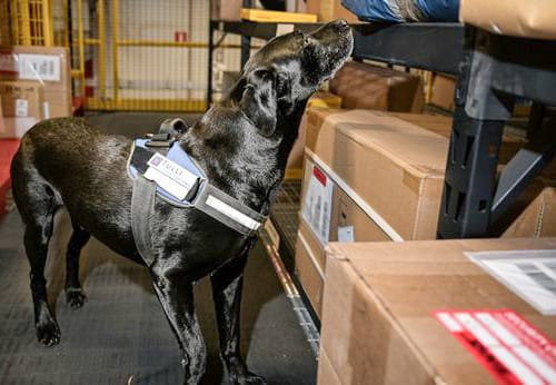 Viranomaisilla ei ole mahdollisuutta tarkastaa jokaista pakettia ja varmistaa tuoteturvallisuutta. Kuvassa tullikoira Hessu valvonnan apuna.