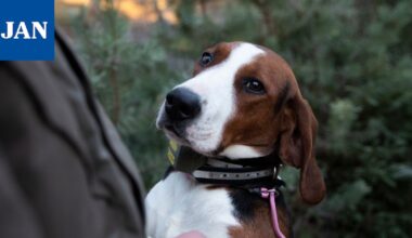 Susia liikkuu Janakkalan alueella viikoittain